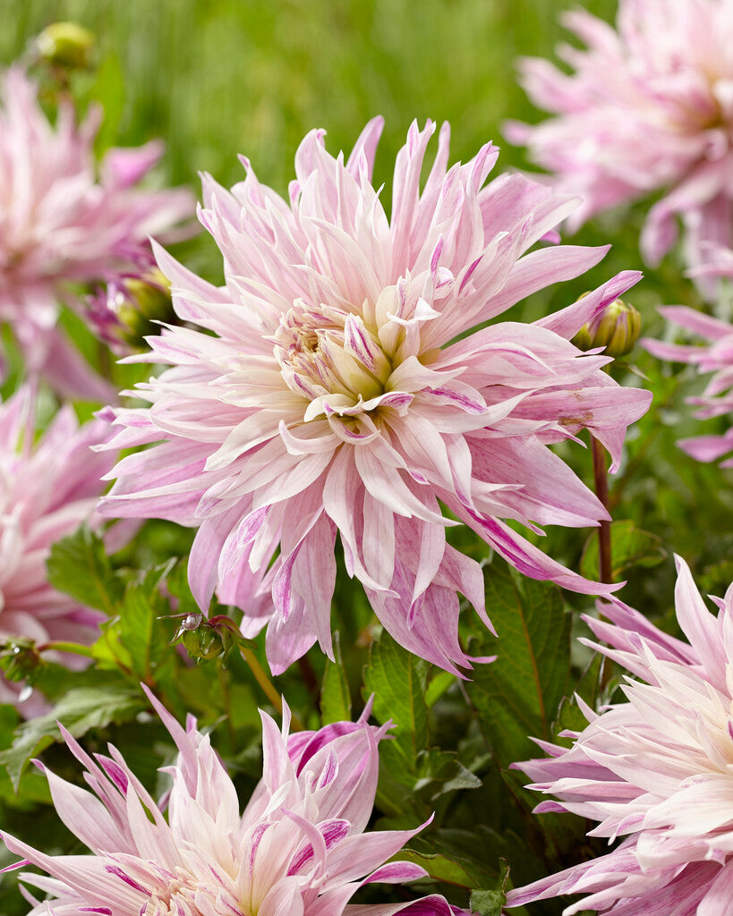 Dahlia Cactus Labyrinth Twotone 1-pakning